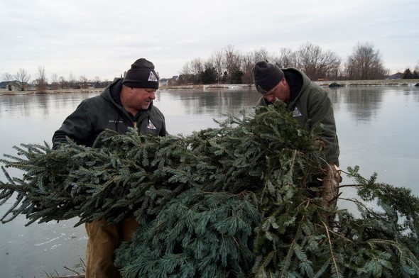 recycling Christmas trees for fish habitat