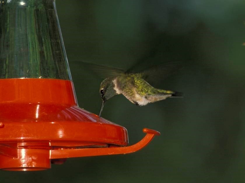 ruby-throated hummingbird at feeder