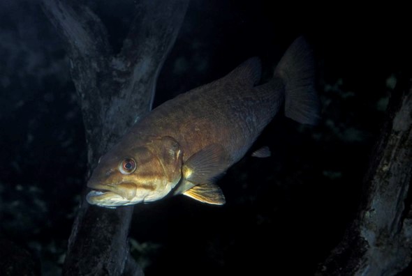 A picture of smallmouth bass underwater.