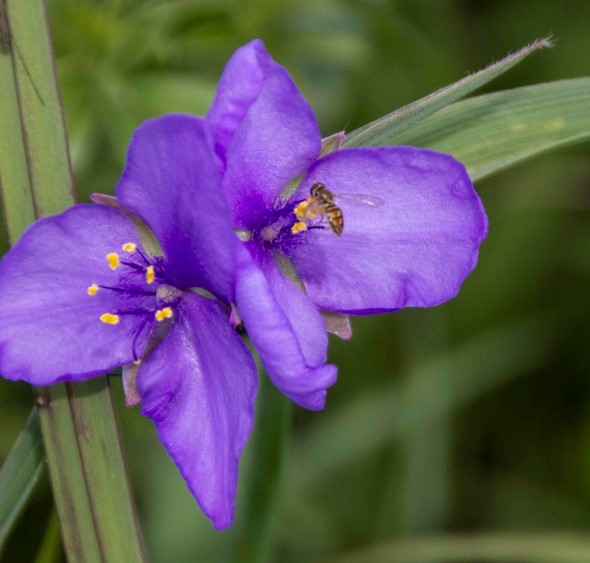 A bee collects pollen from a spiderwort bloom.