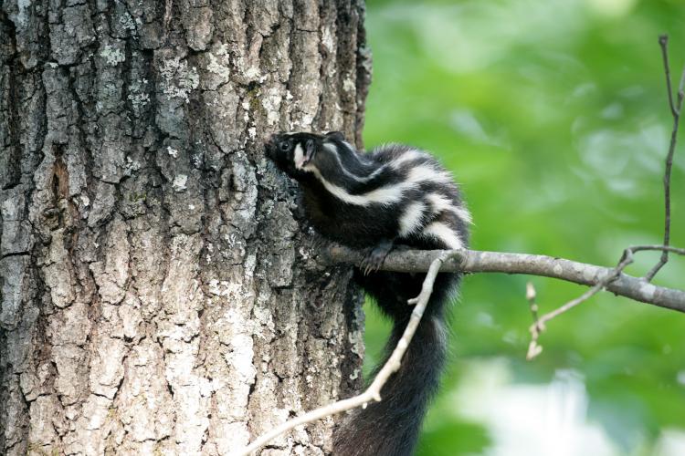 Spotted Skunk 
