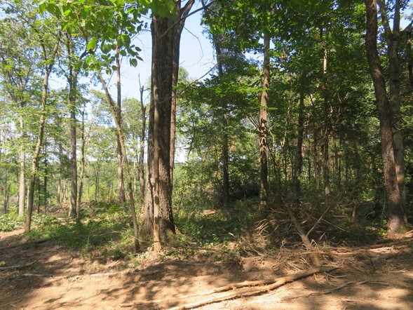 A wooded area.