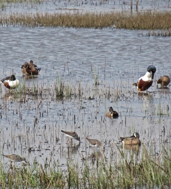 wetland birds at Four Rivers Conservation Area
