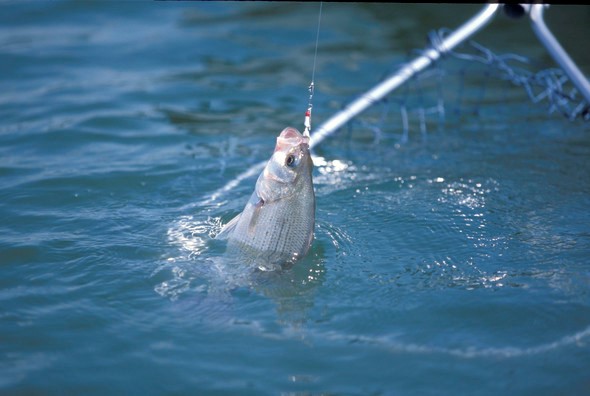 White bass on line