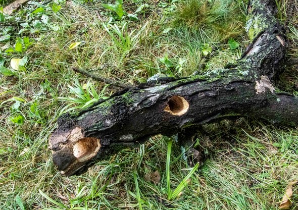 A locust limb with a hole carved by a woodpecker