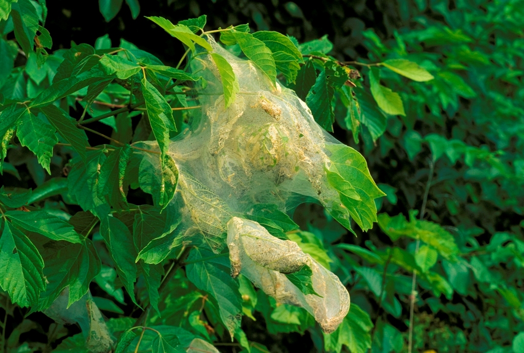 Fall webworm tent on the branch tips of a box elder tree
