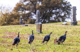 Turkeys at Calvary Cemetery