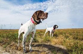 German Shorthair and an English Pointer