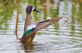 Blue-Winged Teal on the water