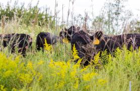 Cattle Grazing in pasture land