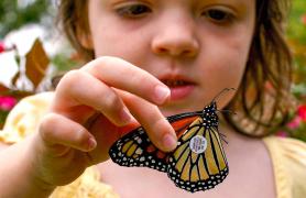 Little girl with a monarch butterfly that has been taged