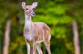 White-Tail Deer
