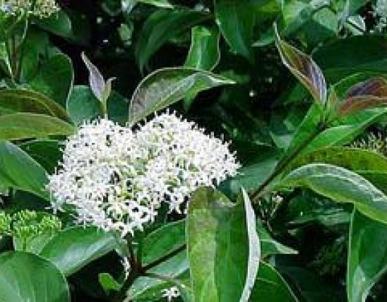 Cluster of delicate white flowers on bush with green oblong leaves