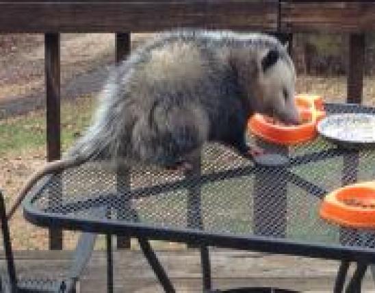Opossum on outdoor table eating from a dish. 