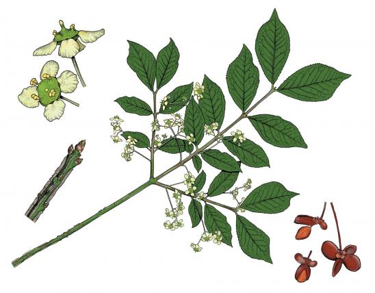 Illustration of winged euonymus, or burning bush, Euonymus alatus