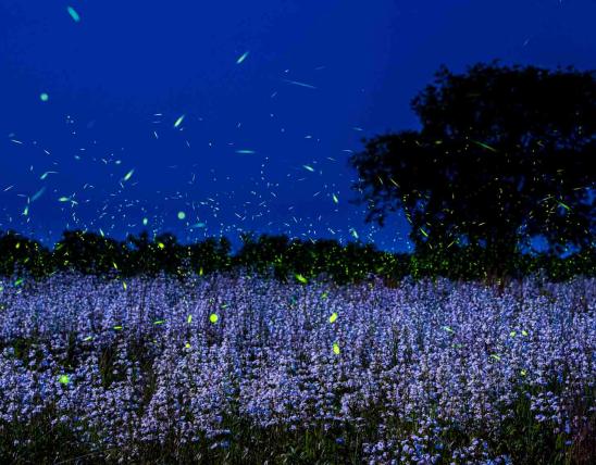 Fireflies in a Field
