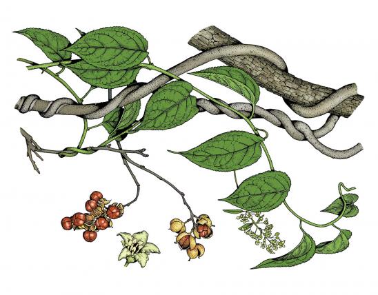 Illustration of American bittersweet leaves, flowers, fruits