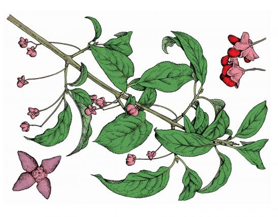 Illustration of eastern wahoo leaves, twigs, flowers, and fruit