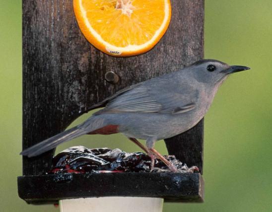 Photo of a gray catbird at a feeder with orange slice and glob of grape jelly.