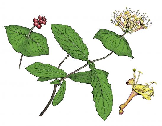 Illustration of limber honeysuckle leaves, flowers, fruits.