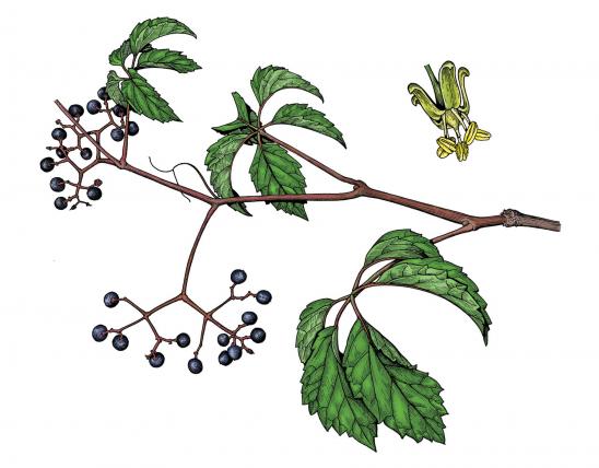 Illustration of woodbine leaves, flowers, fruit