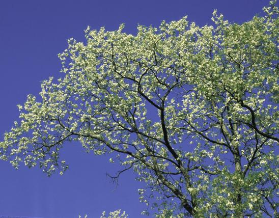 black locust tree in bloom