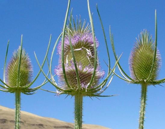 Photo of common teasel flowering heads.