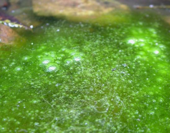 Photo of filamentous green algae with air bubbles