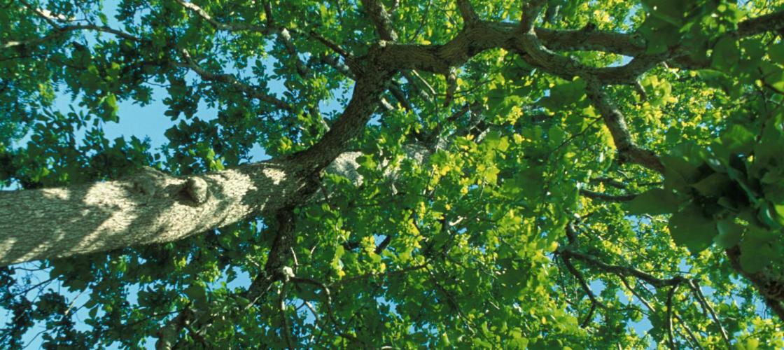 mockernut hickory tree