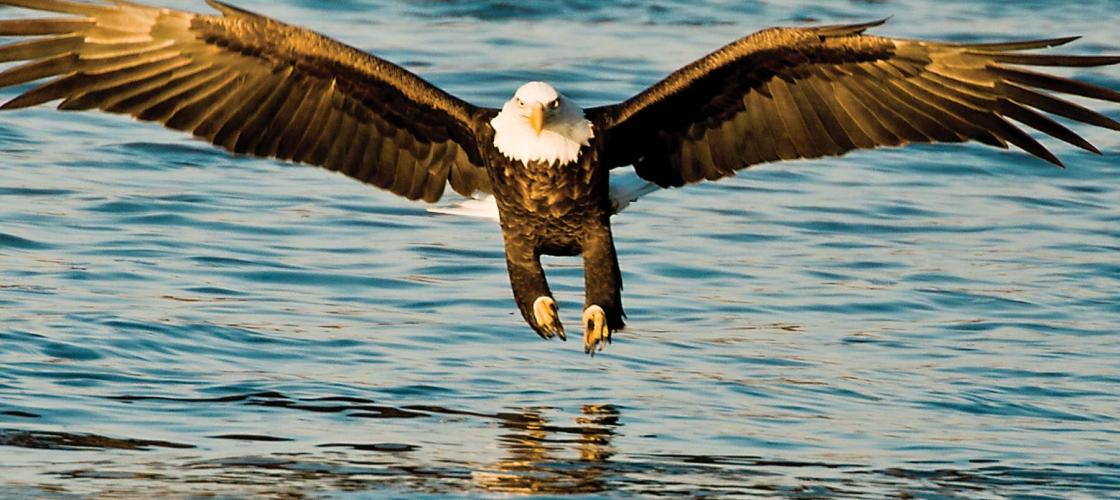 American Bald Eagle catching a fish