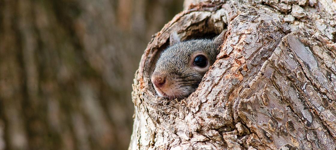 A grey squirrel peeks out of hole in tree