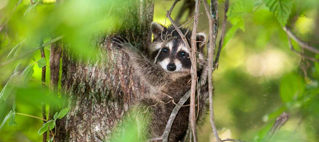 Raccoon In a Tree