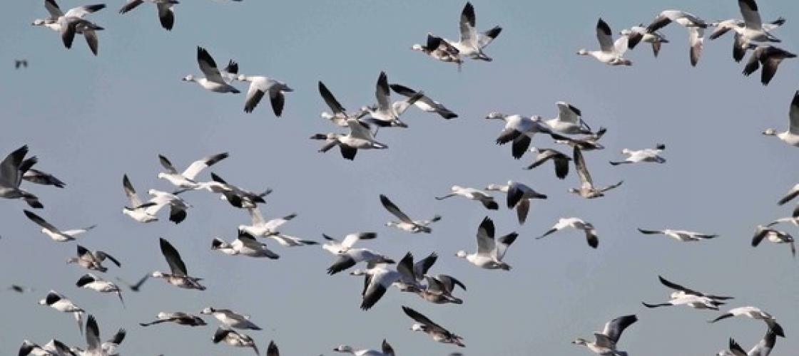 snow geese in flight