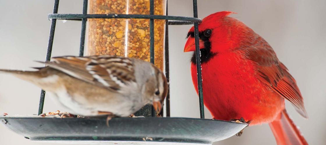 White-Crowned Sparrow and Northern Cardinal