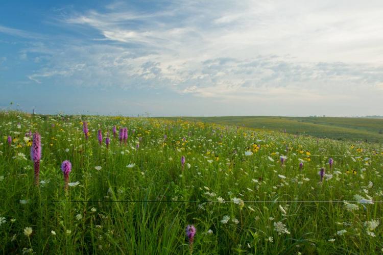 Open prairie with wildflowers and native grasses