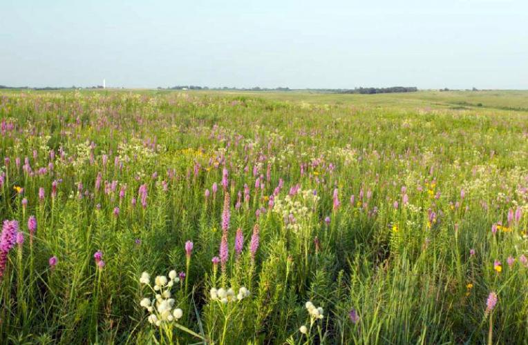 Open prairie with wildflowers and native grasses