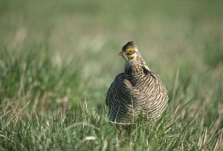 Close up of prairie-chicken hen standing in grass
