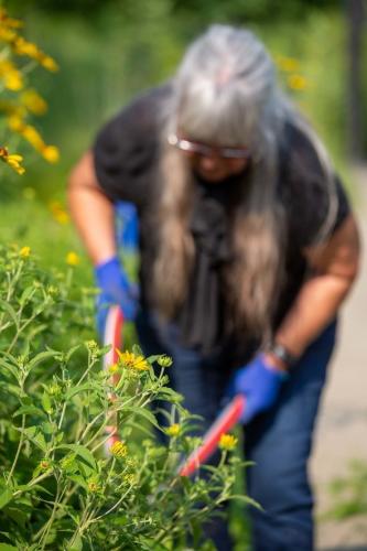 Woman works in pollinator plot