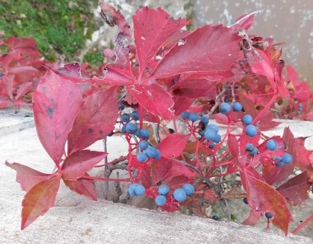 Virginia creeper in red fall color with fruits, growing on side of Millsap Bridge, Lincoln County