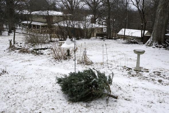 Recycled Christmas tree in backyard for wildlife habitat.
