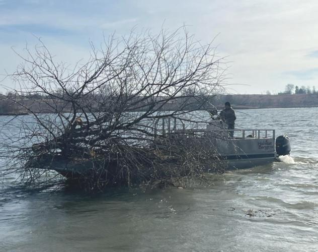 Sinking tree in lake