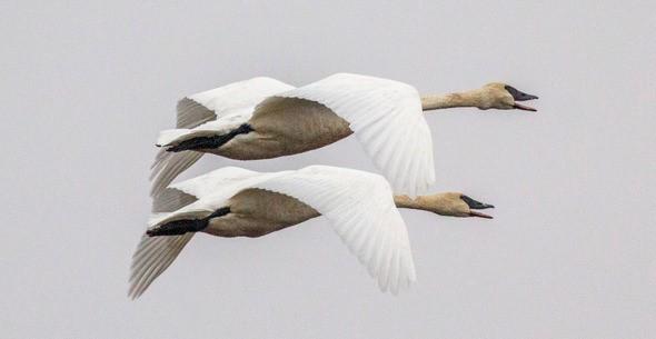 Two trumpeter swans in flight