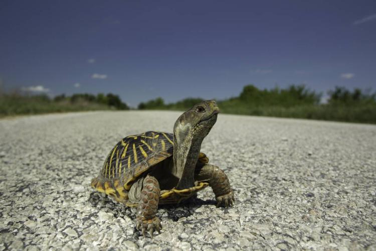 Ornate box turtle crossing a Missouri road