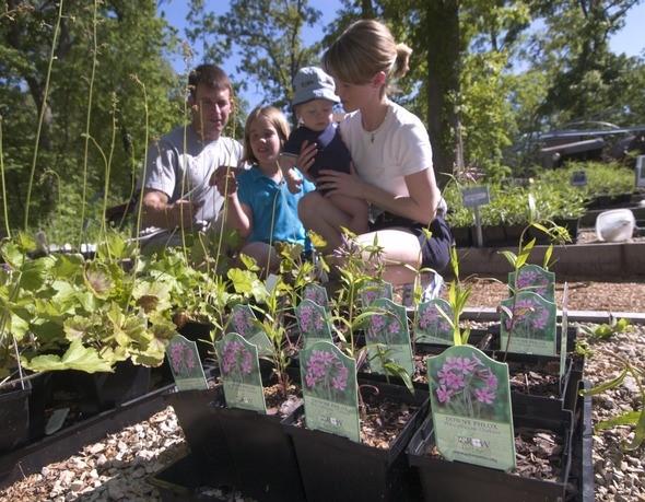 Family of four looks at plants during native plant sale