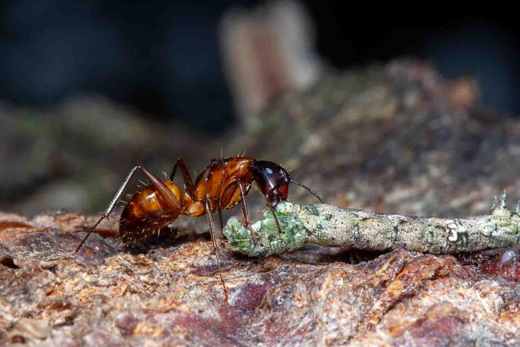 Red Carpenter Ant