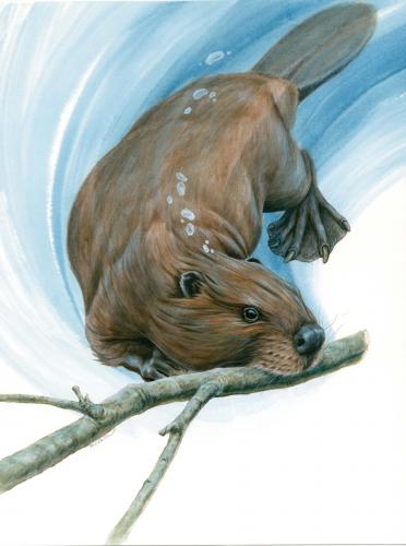 Illustrated beaver