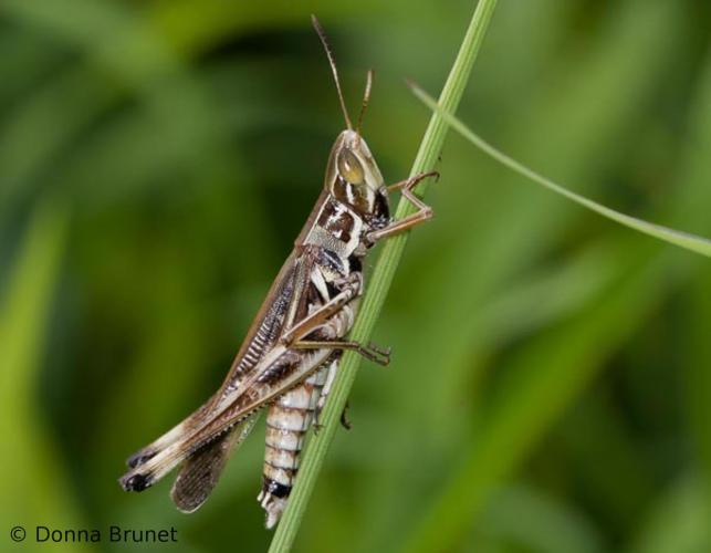 admirable grasshopper