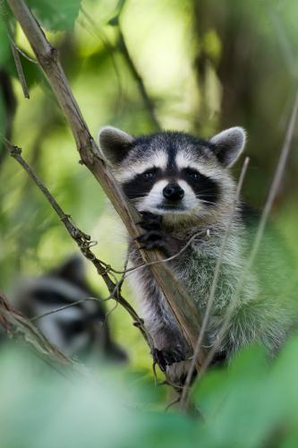Raccoon peering through some tree branches.