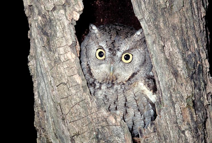 photo of a screech owl in a tree cavity