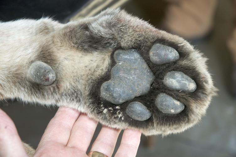 Photo of a front paw of the Ray County Mountain Lion.